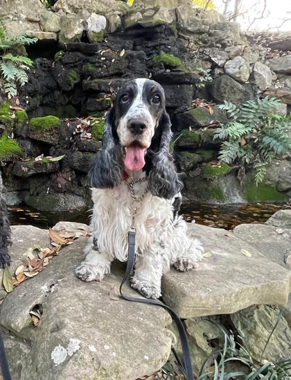 A tri-colored English Cocker Spaniel, sitting in front of a small outdoor waterfall, looking at the camera.