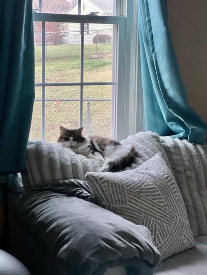A cat lies relaxed on a couch next to a window, with green grass and a fence visible outside. Soft cushions and curtains frame the scene.