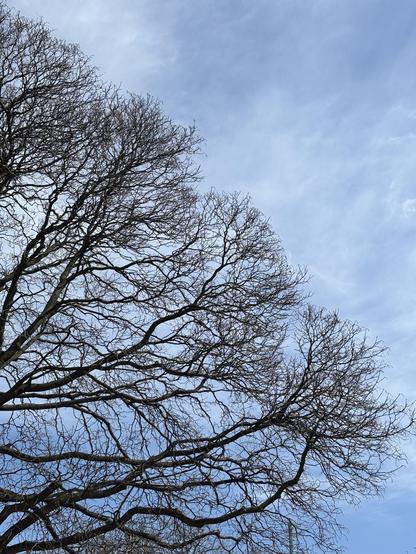 Bare branches of a tree against a blue sky with wispy white clouds. The tops of the branches create a contour running diagonally from upper left to lower right.