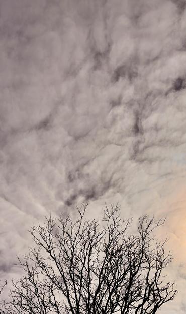 Silhouette of the top branches of a leafless tree, below a cloudy sky with a hint of golden sunlight off the right frame.