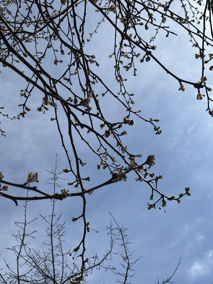 Closeup of flower buds beginning to appear on some leafless branches, against a blue sky with some wispy white clouds.