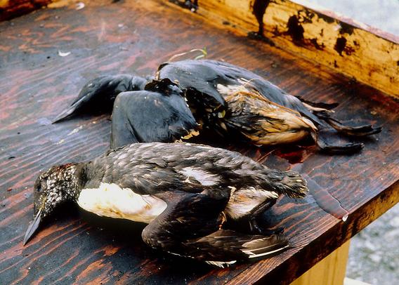 Wildlife was severely affected by the oil spill. By http://www.evostc.state.ak.us/Gallery/gallery-spill.htm#nogo, Attribution, https://commons.wikimedia.org/w/index.php?curid=1314055