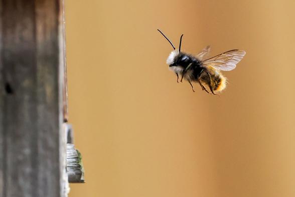 Das Bild zeigt eine pelzige, schwarz-gelbe Wildbiene (gehörnte Mauerbiene) im Flug vor einem unscharfen, ockerfarbenen Hintergrund. Die Hummel fliegt in Richtung einer vergrauten Holzstruktur, die im linken Teil des Bildes zu sehen ist. Der Fokus liegt auf der Hummel, der Hintergrund ist unscharf.