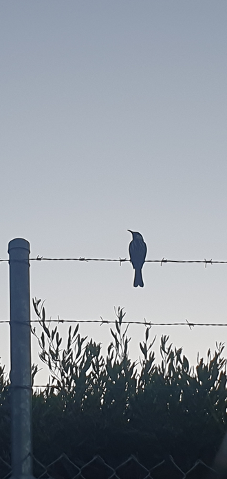 Bird, probably a New Holland Honeyeater sitting on a barbwire fence at dusk.