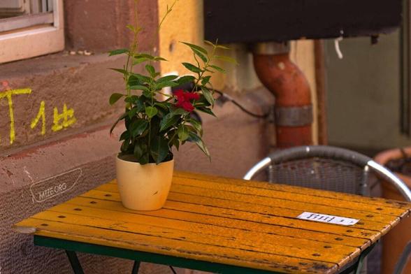 Ein mit Wassertropfen bedeckten klapptisch auf dem eine Pflanze steht.