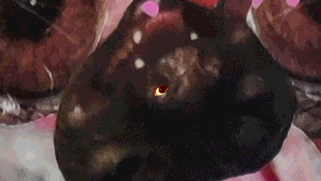 The eye in front of an upside down bats face glued to the collage with the pupil and iris of a deep brown eye cut from another image in the upper left.