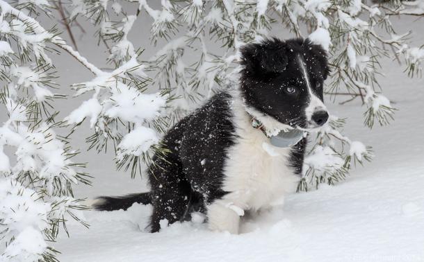 A black and white puppy is crouched in the snow under an evergreen with snow-covered branches. She is gazing into the distance.