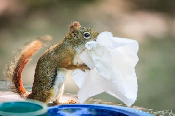 A side-on view of a red squirrel on a camp table, with a large piece of kleenex (tissue) bundled between its paws and mouth and up over its nose. It has a very red looking tail. In front of it on the table are some camping dishes.