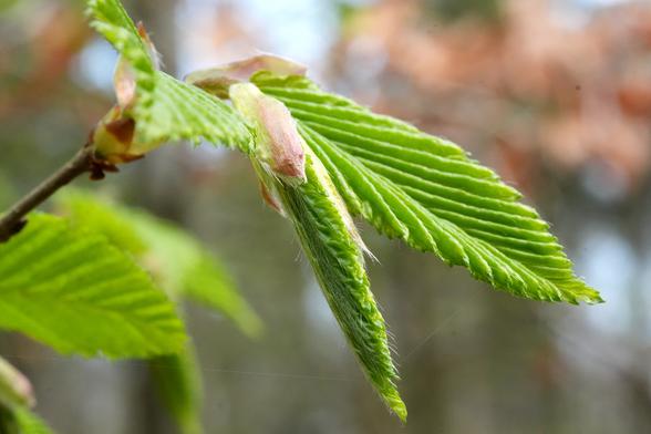 Het frisgroene, gekartelde nog grotendeels opgevouwen blad van een haagbeuk. Een blad is al bijna vlak, in het midden zit een blad nog opgevouwen en zie je de schutbladen van de knop en haartjes dit om het blad zaten. Rechts daarvan een blad dat half uitgevouwen is.