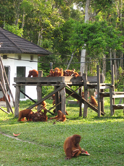 Fifteen or so young orangutans are playing on an under a wooden platform. One is sitting in the foreground of the picture, eating a watermelon. Rainforest can be seen in the background.

Because of potential human-ape infection transmission I was not allowed any closer as a one-off visitor and only had a little Canon point&shoot at the time. But that visit is a treasured memory (2011).
Donations to the centre are always needed and welcome.