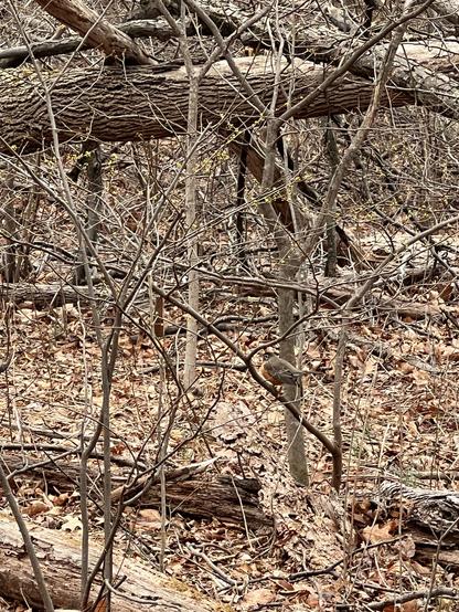 Robin hiding in the sticks
