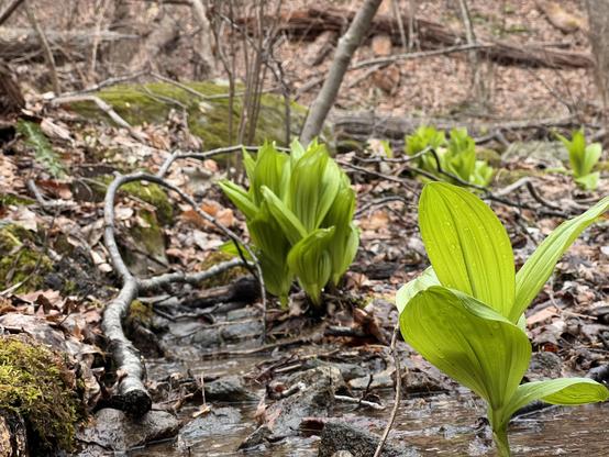 Green plants bursting through the soil, early signs of springs.