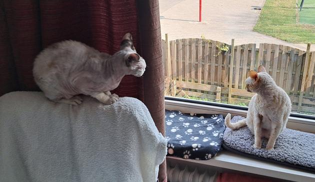 Ivy, mijn kat, zit op de bovenkant van een eetkamerstoel naar buiten te kijken. Daisy logeetje, zit op een matje dat op de vensterbank ligt naar buiten te kijken.
