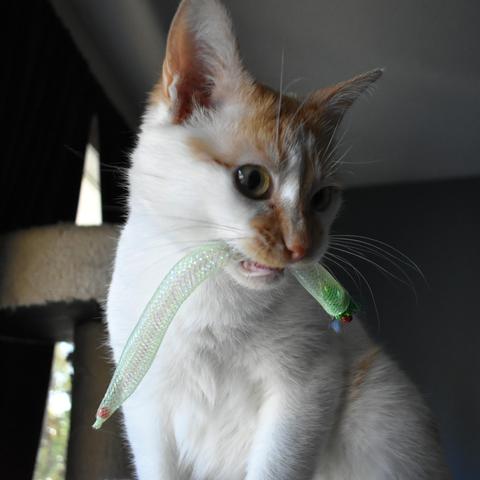 Cheddar sits proud and tall, holding a green mesh tube worm toy in his mouth.