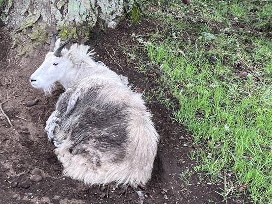 Photo taken from a Jeep on a wet and blustery March afternoon at Northwest Trek. A make mountain goat has given himself a bit of a mud bath and is now curled up cozily in a depression in the ground near the roots of a tree. He is very handsome.