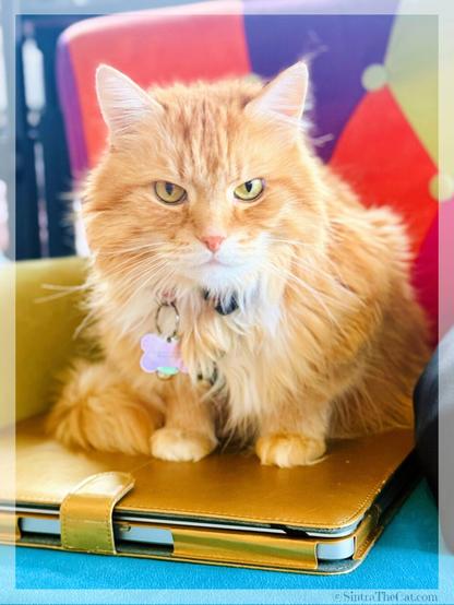 A ginger cat named Sintra the Cat is reminding his momma to start working