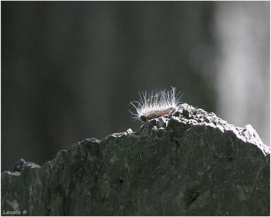 Ein einzelner Eichenprozessionsspinner im Gegenlicht, die Härchen sind sehr gut zu erkennen.