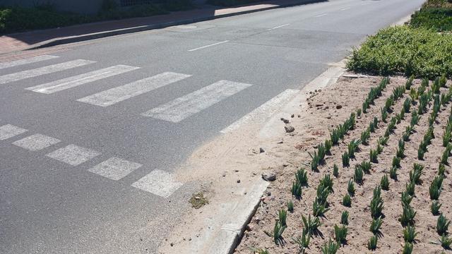 A pedestrian crossing that leads directly into a newly planted plant bedding with no place for people to walk.