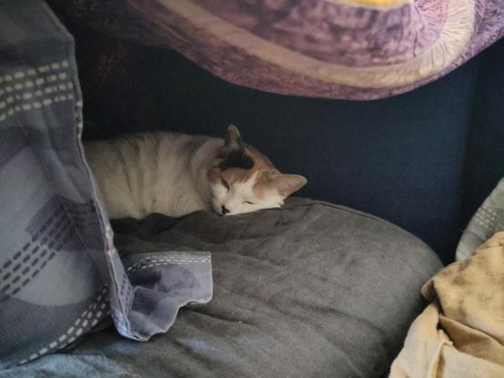 Lainey the calico cat sleeps in a blanket fort
