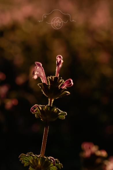 Close-up of henbit