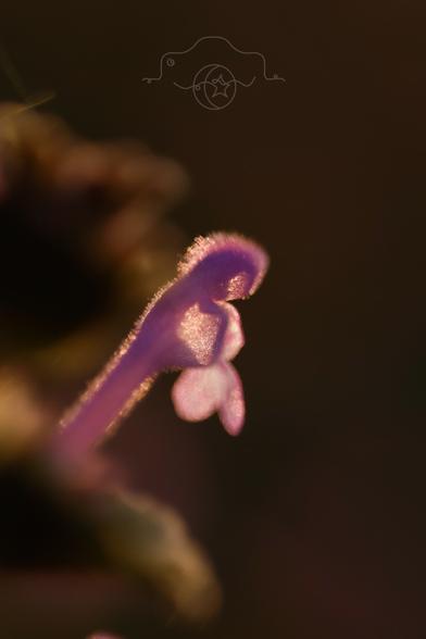 Close-up of henbit