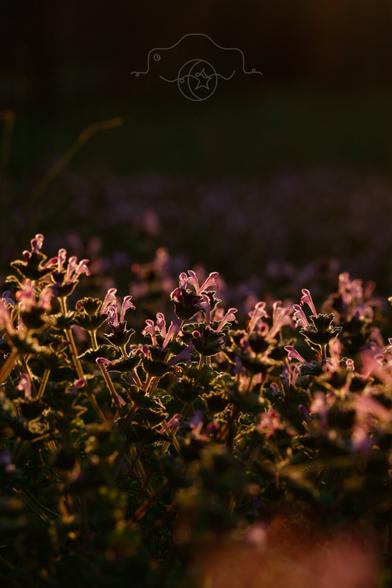 Henbit highlighted by the setting sun