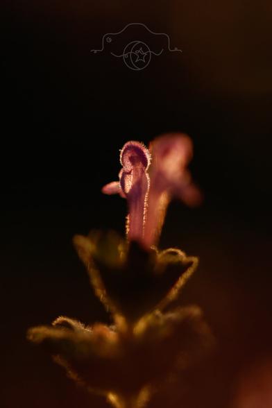 Close-up of henbit