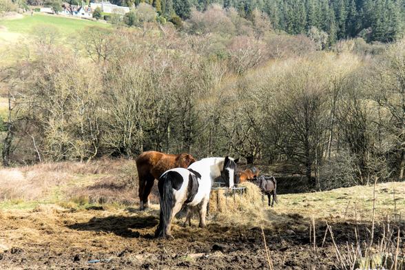 Horses eating hay. The closest black and white horse has turned around and is looking towards the camera.