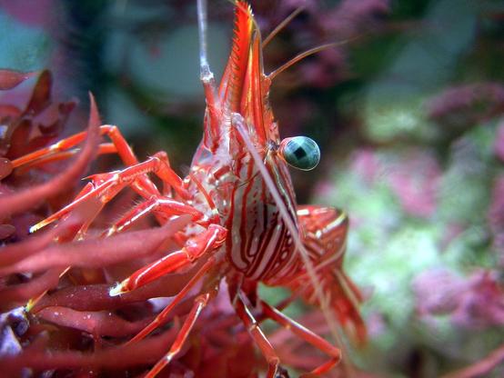 closeup picture of a red shrimp living in a seawater aquarium. It is very close to the camera and seems to fixate the viewer closely with one of it's facette-eyes