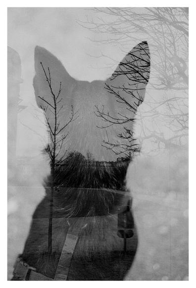 Double-exposed black and white photograph of a dog and a park landscape. The dog's head, photographed from behind, can be seen in the center of the photo. The second exposure shows a meadow in Augarten Park, bordered on the left by the G-tower of the Flak Tower complex and on the right by a sparse tree. An open garbage can is visible at the dog's chest height. This and a thin tree stand in front of the meadow and form a kind of gate.