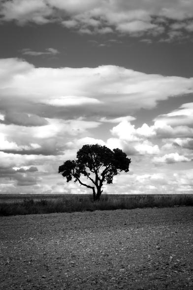 Vertical black and white photograph showing a solitary tree in a field against a cloudy sky.