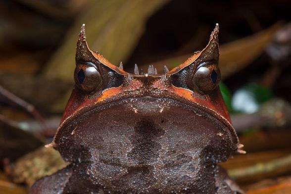 pelobatrachus-nasutus-la-grenouille-cornue-experte-en-camouflage-6