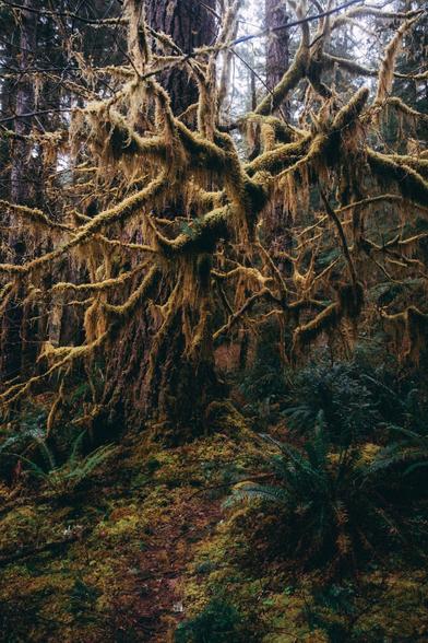 Photo shows a lichen covered tree on a trail in the Pacific Northwest which hangs down over the trail