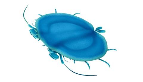Illustration of a prehistoric crustacean with a flat rounded shell