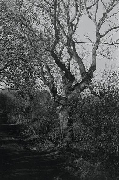 Another splendid gnarly tree on the local footpaths.