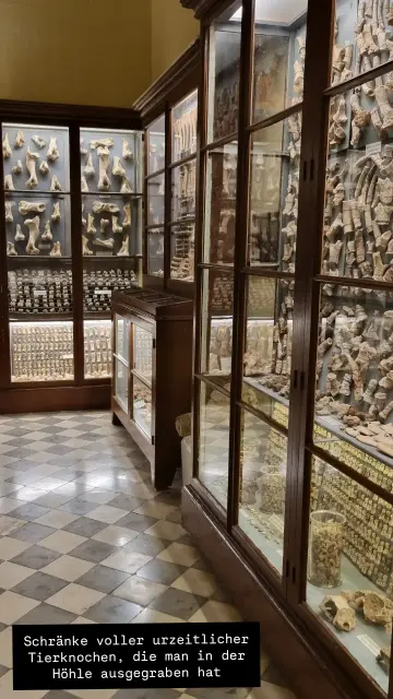 Museum mit Vitrinen voller Tierknochen