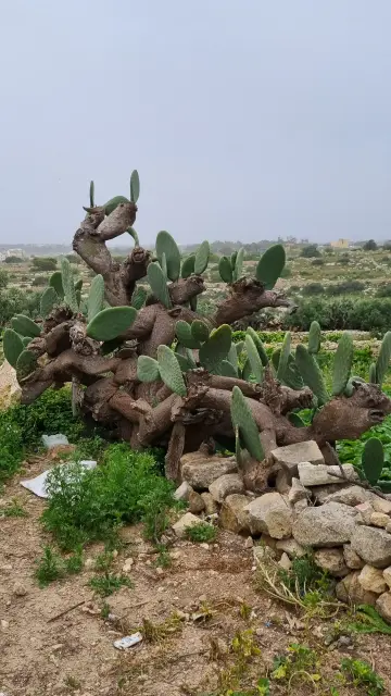 Kaktus in Natur