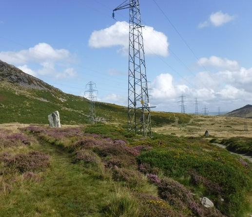 Heather, pylons and stones! - the more pointed one in the background? Bwlch y Ddeufaen Standing Stones in #Conwy, #Wales