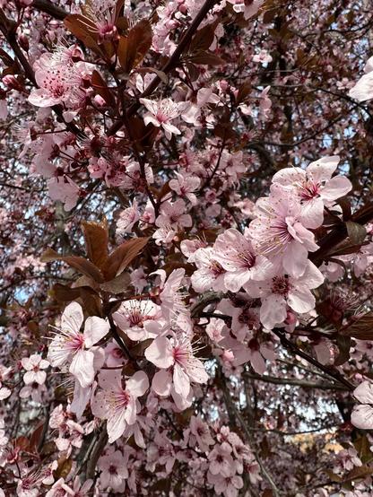 Cherry plum blooming. The blossoms are of very rose colour, and the leaves are reddish, so the whole picture looks as if viewed through the red-tinted glass