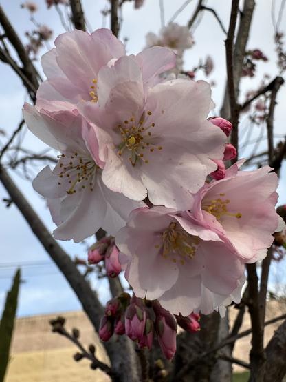 First sakura blooms, very tender and rosy, on a naked black branch against very light blue sky