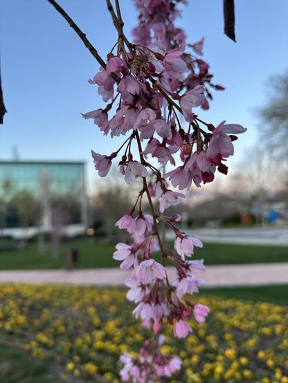 Sakura branch hanging with pink blooms looking down almost like some kind of bells. On a blurred background, there are blue skies, yellow flowers and some park with glass building