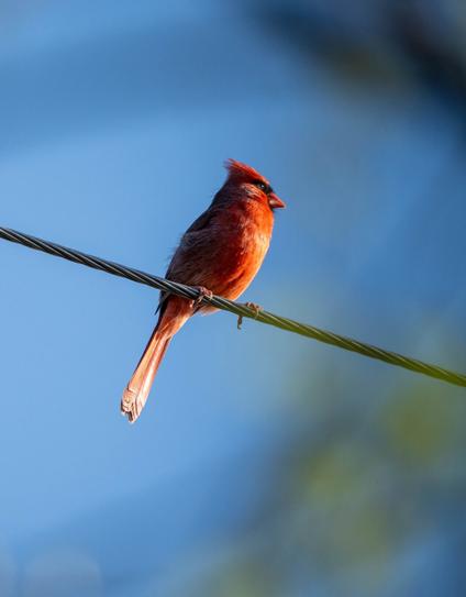 Cardinal on a powerline, the sun is reflecting off its eye