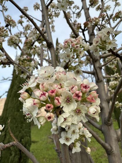 Bradford pear just starting to bloom, with open blossoms being white and more closed ones being pink. On the blurred background, there is green grass and light blue skies