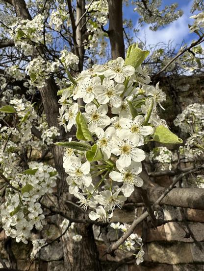 Bradford pear in full bloom against stone wall and bright blue skies. The blossoms are tiny white five-petal flowers with yellow centers and some small young light-green leaves sticking out