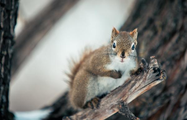 A squirrel in a tree, posing for the camera.  The branches are bare and the background shows snow.