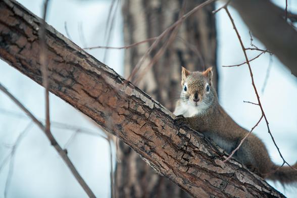 A squirrel in a tree, posing for the camera.  The branches are bare and the background shows snow.