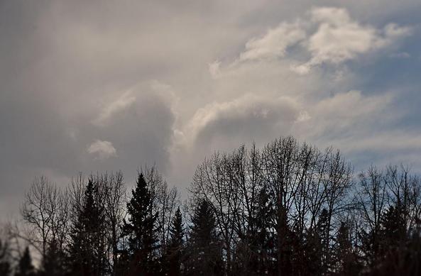 Looking over the top of a mixed wood of spruce and bare poplar in near silhouette against a bright sky- mostly smoothly clouded with wisps of cloud blowing over blue toward the right and in centre a couple of larger nodes, soft edged with faintly sunlit upper rims and darker bases blending into the background cloud. Edges of image blurred to enhance the dreamy feeling that you might float up into those soft clouds...