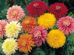 La fotografía muestra ejemplares de flores de Crisantemo de varios colores. Poseen muchos pétalos pequeños que pareciera se fuesen expandiendo del interior al exterior como si fuesen pequeños soles brillando.