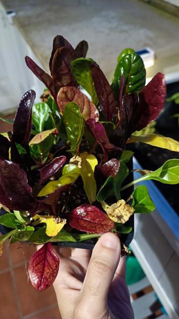 plantones de acelgas de diferentes colores