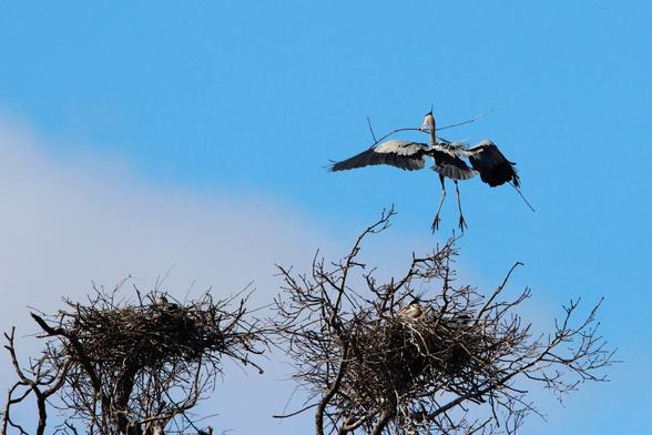 A great blue heron carrying a stick flies lands in a nest at the top of a tree's bare branches.
